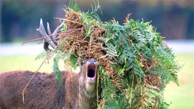 Chú hươu đực làm đỏm với "tóc giả" bằng lá cây Chu huou duc lam dom voi