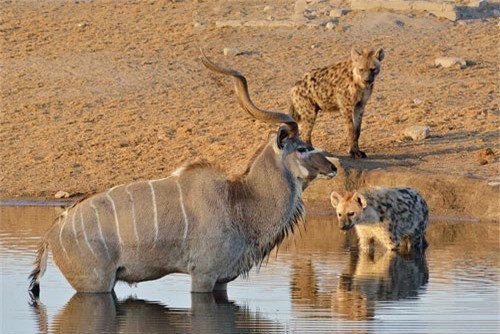 Một con linh dương cuđu bị bầy linh cẩu bao vây suốt 3 giờ trong một hố nước tại vườn quốc gia Etosha ở Namibia.
