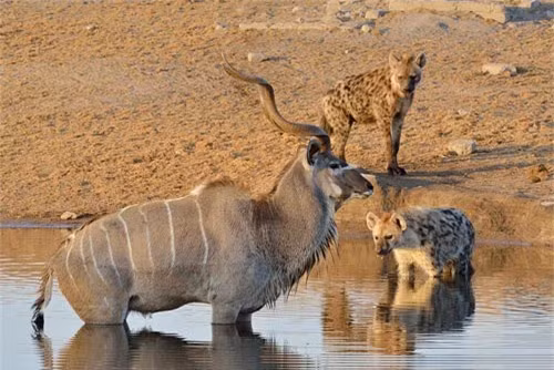 Một con linh dương cuđu bị bầy linh cẩu bao vây suốt 3 giờ trong một hố nước tại vườn quốc gia Etosha ở Namibia.