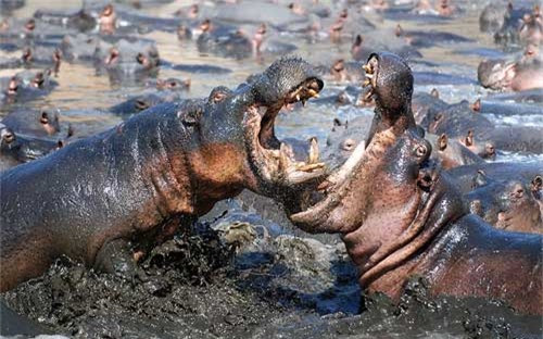 Hai con hà mã đánh nhau ác liệt dưới đầm lầy trong vườn quốc gia Katavi, Tanzania. Chúng tấn công nhau bằng những chiếc răng chắc khỏe.