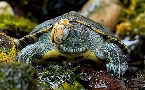 Bọ cánh cứng bò qua mặt một con rùa Brazil dưới dòng suối ở Đông Java, Indonesia.