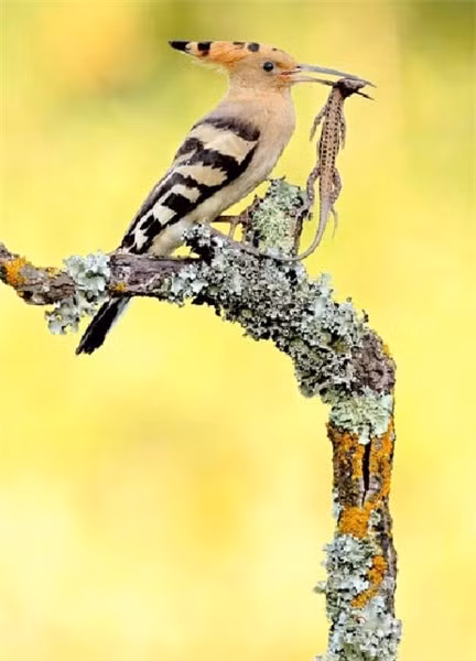 Chim đầu rìu bắt một con thằn lằn làm thức ăn cho con ở miền nam Tây Ban Nha. 