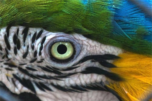 Cận cảnh mắt của một con vẹt Arara trong vườn thú ở Rio de Janeiro, Brazil.