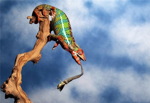 Tắc kè hoa dùng chiếc lưỡi dài của nó để bắt bọ ngựa trong khi đứng trên một cành nho khô.