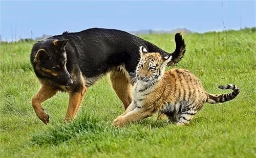 Chó chơi cùng với hổ con trong khu bảo tồn hổ Oasis ở Senec, Slovakia.