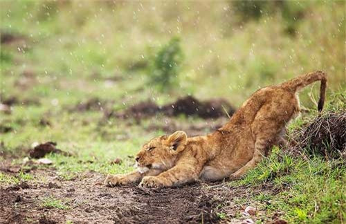 Sư tử con duỗi người khi trời bắt đầu mưa trong khu bảo tồn động vật hoang dã Masai Mara ở Kenya.