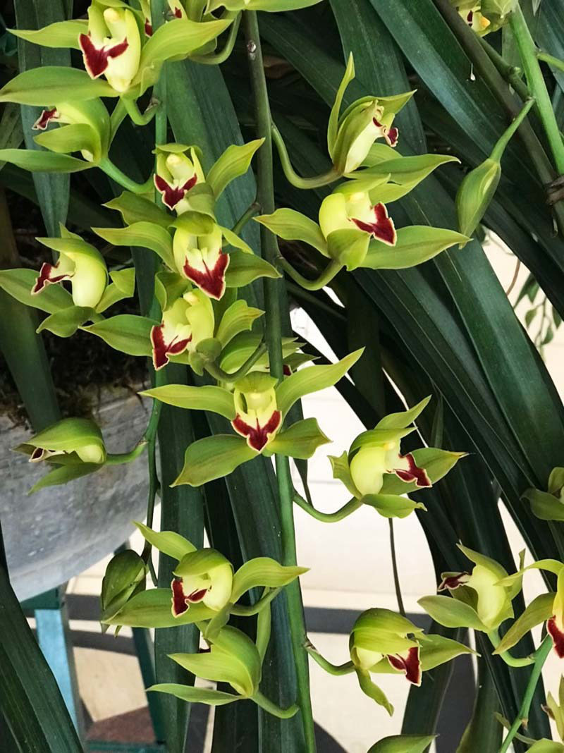 Loai lan quy chi nha giau moi dam choi, nay do dong gia sieu re