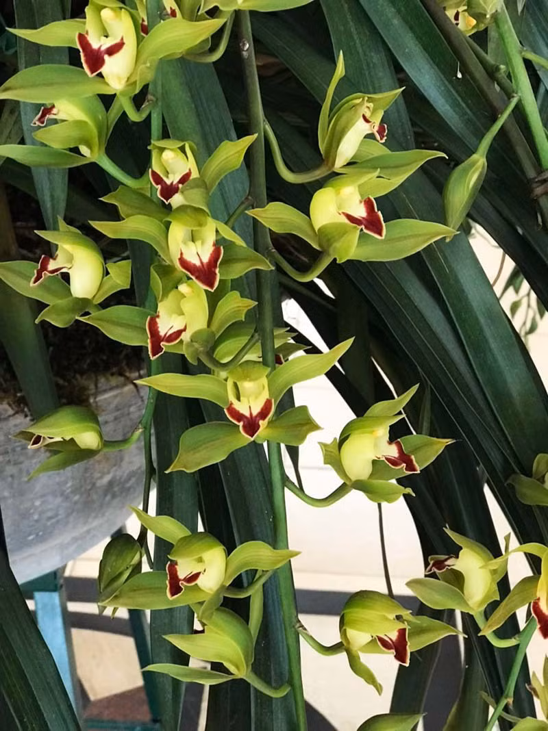 Loai lan quy chi nha giau moi dam choi, nay do dong gia sieu re