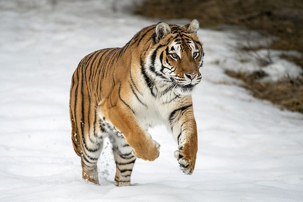 Nhung con giap thoat hoa tieu nhan va van den deo bam-Hinh-3