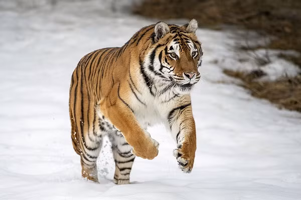 Nhung con giap thoat hoa tieu nhan va van den deo bam-Hinh-3