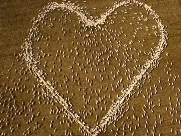 Chàng nông dân làm điều khó tin từ đàn cừu để tưởng nhớ dì đã khuất Chang nong dan lam dieu kho tin tu dan cuu de tuong nho di da khuat