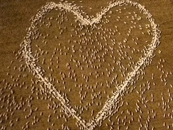 Chàng nông dân làm điều khó tin từ đàn cừu để tưởng nhớ dì đã khuất Chang nong dan lam dieu kho tin tu dan cuu de tuong nho di da khuat