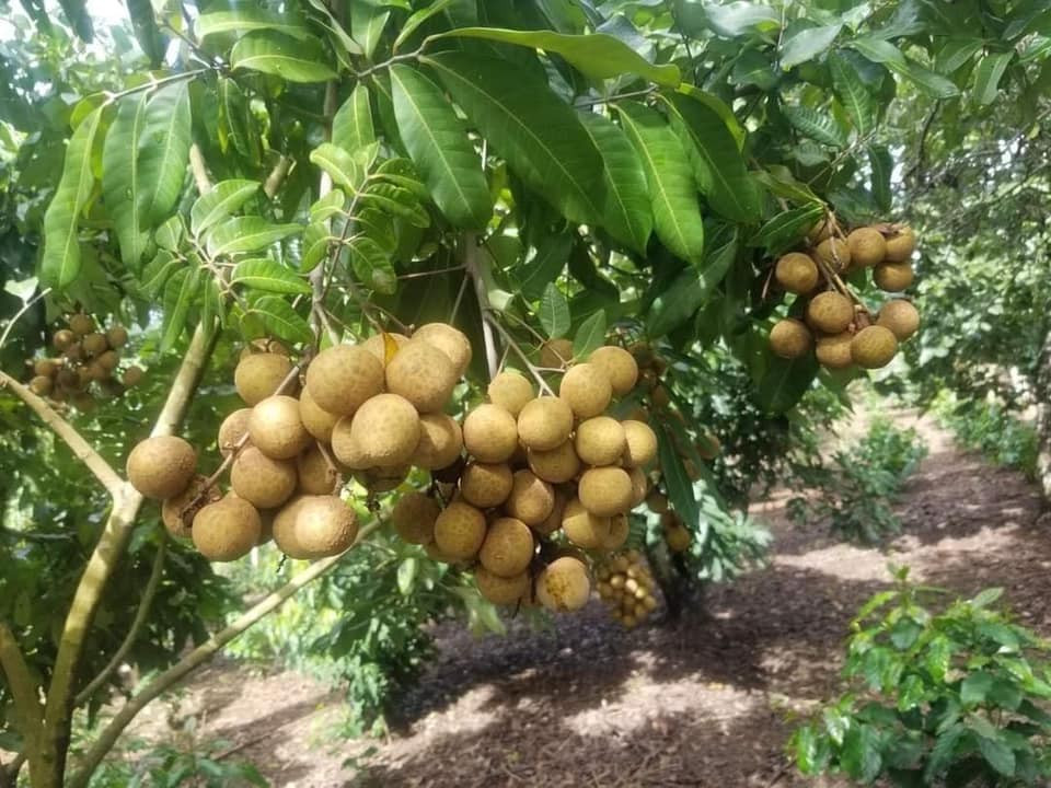 Nhan gia re ban tran lan tren Facebook