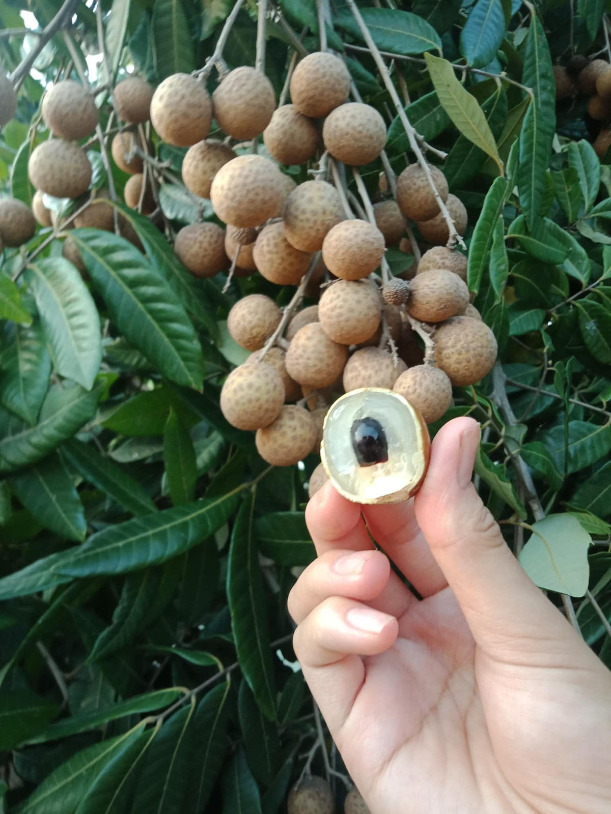 Nhãn giá rẻ bán tràn lan trên Facebook - Hình 5 Nhan gia re ban tran lan tren Facebook-Hinh-5