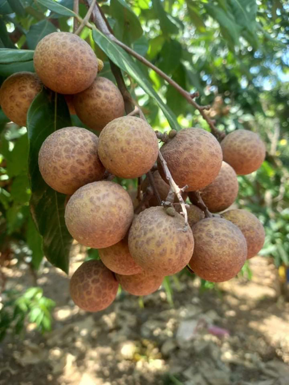 Nhãn giá rẻ bán tràn lan trên Facebook - Hình 8 Nhan gia re ban tran lan tren Facebook-Hinh-8