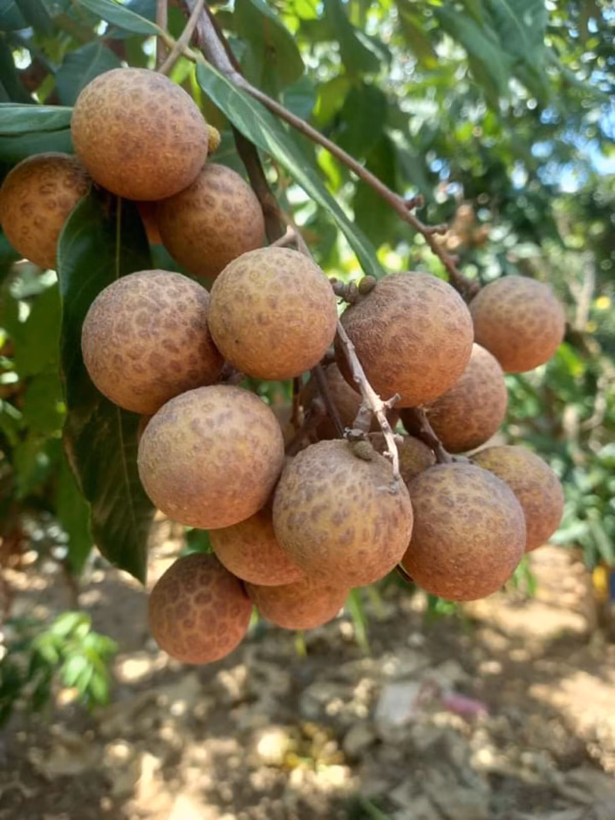 Nhan gia re ban tran lan tren Facebook-Hinh-8