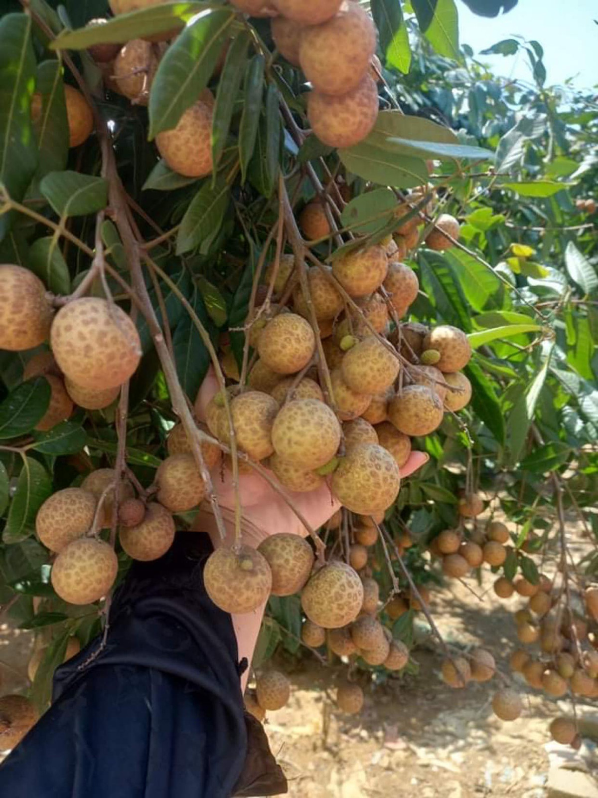 Nhãn giá rẻ bán tràn lan trên Facebook - Hình 7 Nhan gia re ban tran lan tren Facebook-Hinh-7