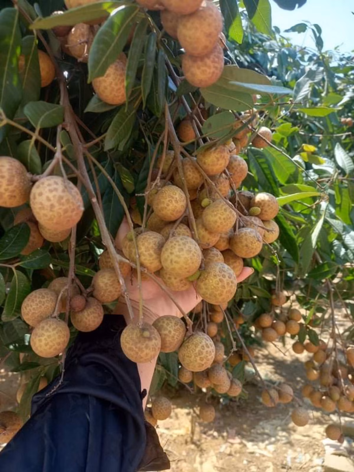 Nhan gia re ban tran lan tren Facebook-Hinh-7