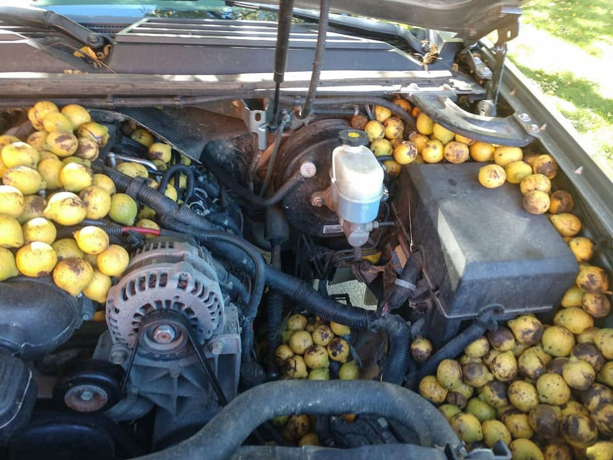 Sóc giấu 158 kg quả trong xe, biến ô tô thành kho chứa đồ di động