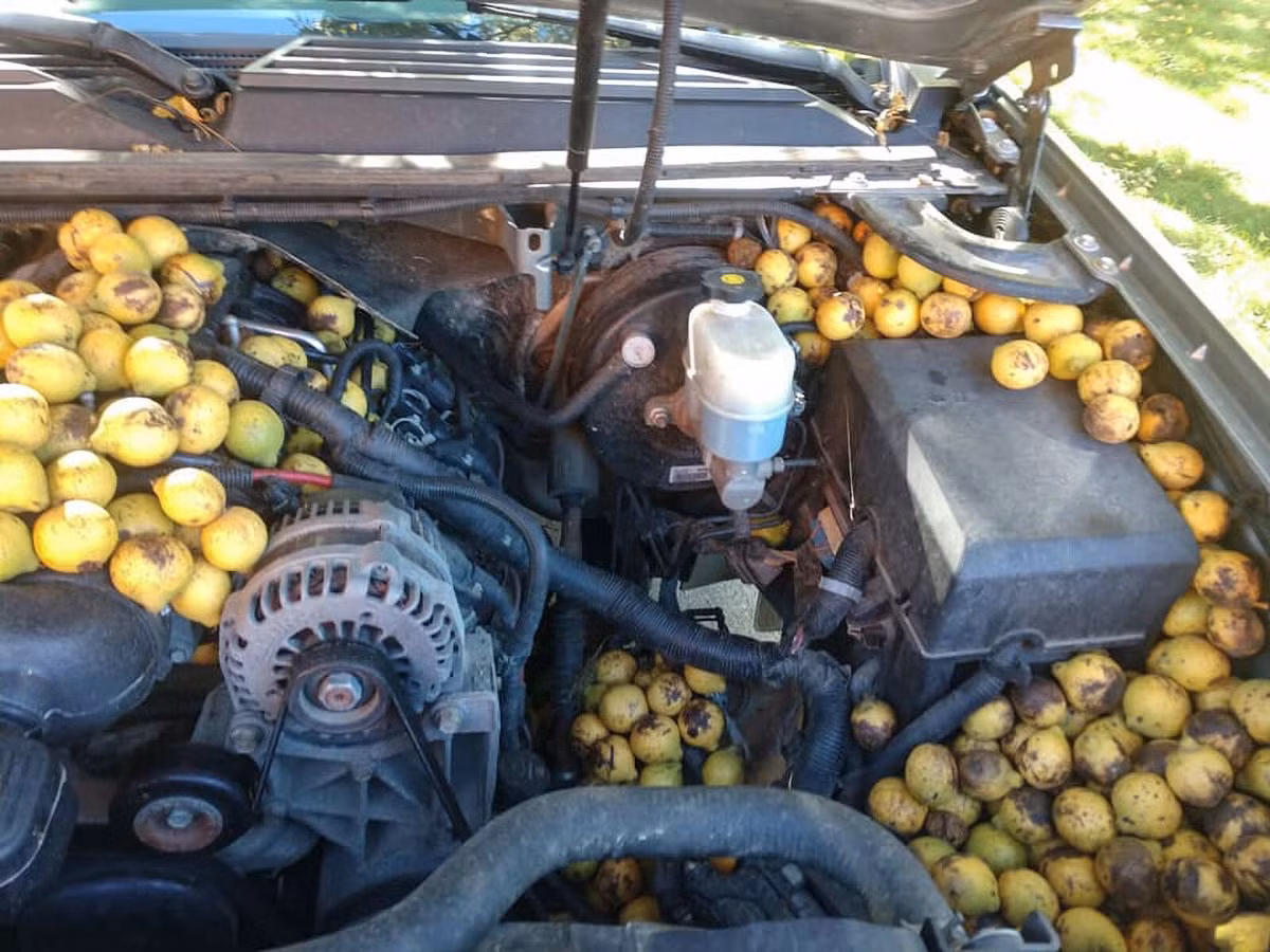 Sóc giấu 158 kg quả trong xe, biến ô tô thành kho chứa đồ di động