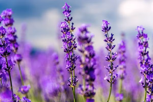 Nghiên cứu cho thấy ngửi mùi của loại cây này giúp con người an thần và ngủ sâu giấc.