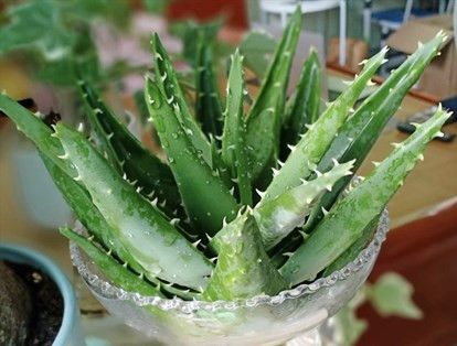 Không chỉ vậy, cây nha đam nhả khí oxy vào bên đêm nên giúp mọi người có giấc ngủ sâu hơn.