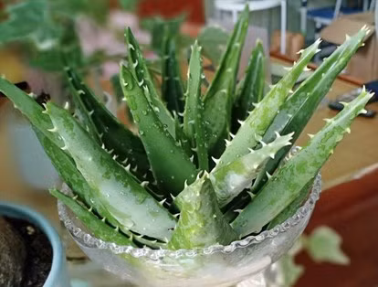 Không chỉ vậy, cây nha đam nhả khí oxy vào bên đêm nên giúp mọi người có giấc ngủ sâu hơn.