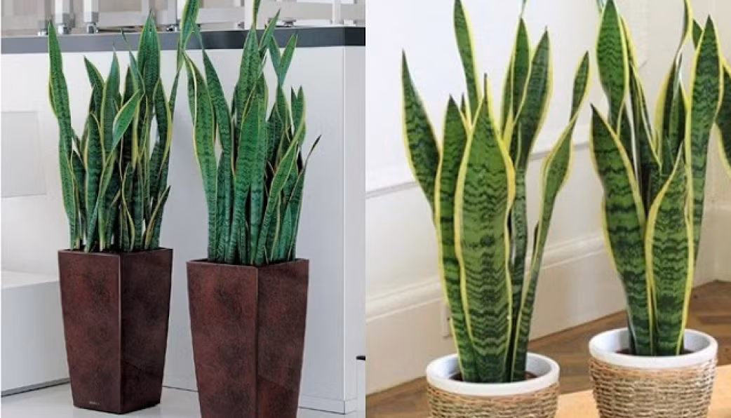 Phương Đông quan niệm cây lưỡi hổ tượng trưng cho sức mạnh loài hổ nên có khả năng xua đuổi ma quỷ, chống tà ma. Dáng vẻ dũng mãnh của loài cây này cũng khiến gia chủ thêm cứng cáp và mạnh mẽ. 