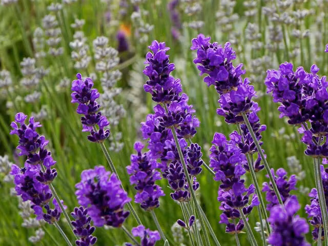 Cây oải hương. Cây oải hương thường được dùng để điều trị chứng mất ngủ, lo lắng. Hoa oải hương giúp làm chậm nhịp tim, hạ huyết áp và giảm căng thẳng.