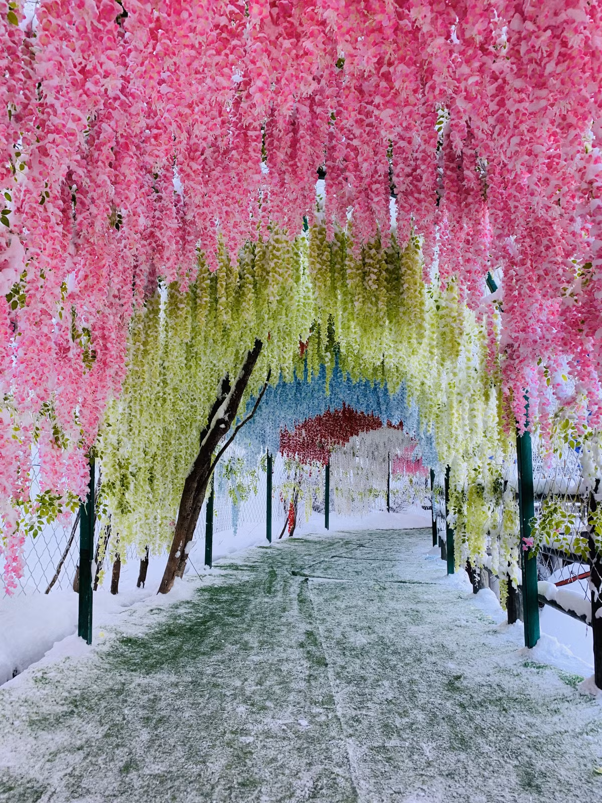 Canh sac than tien tren nui Lao Quan-Hinh-12