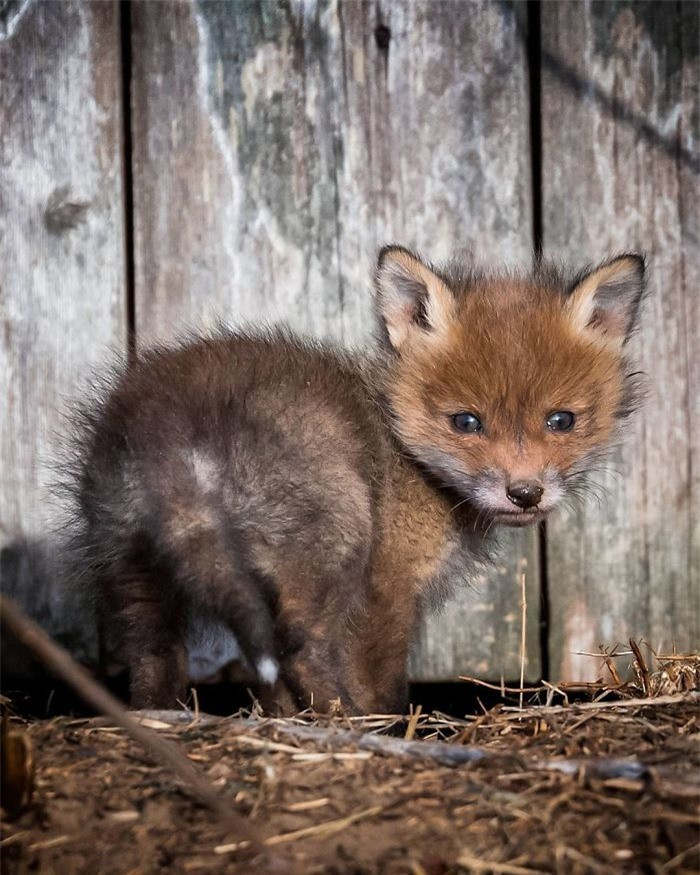Trong khi những chú cáo con đầy tò mò làm tan chảy trái tim của chúng ta