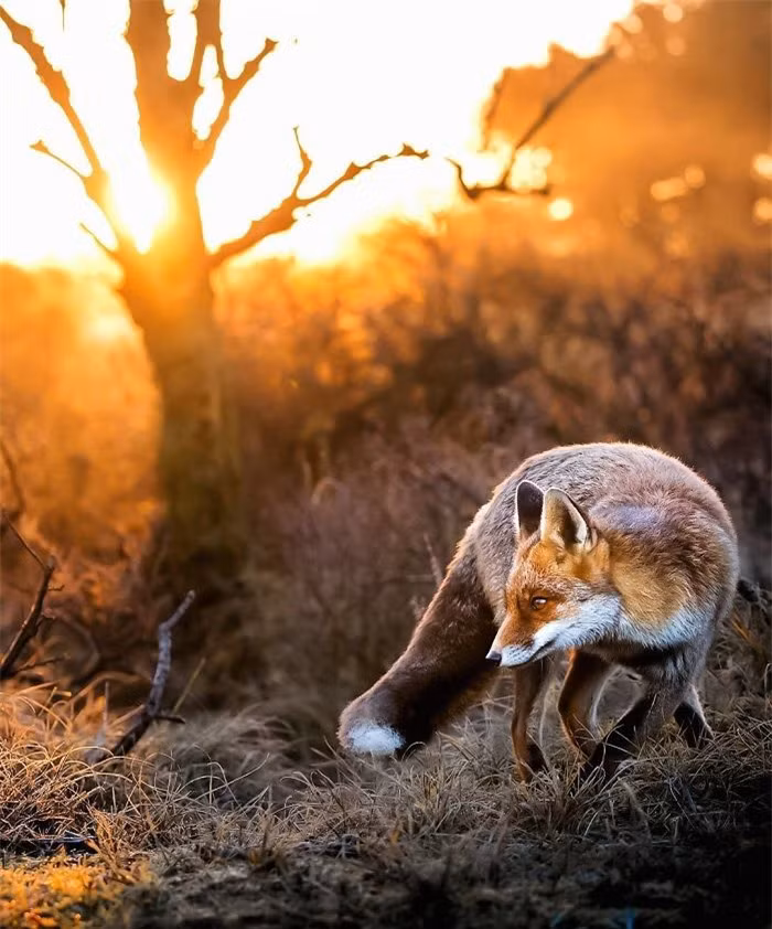 Ánh chiều tà dường như đang làm tôn thêm vẻ quyến rũ khó cưỡng của chú cáo.