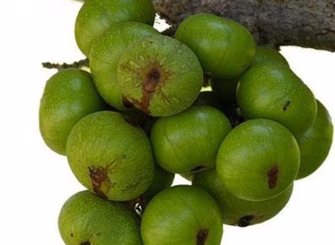 10 loai qua giau canxi chang kem sua: Gia re beo ma bo-Hinh-3