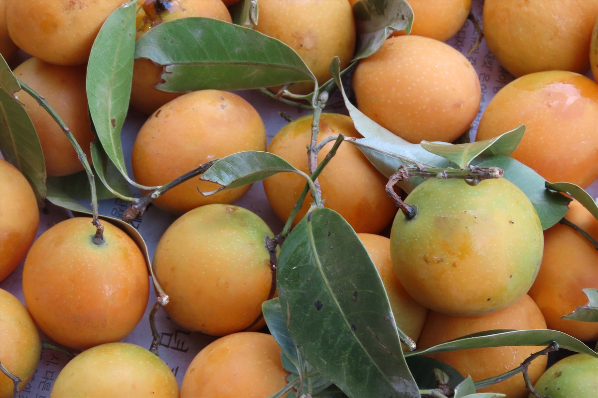 Thanh tra Thai gia re bat ngo, hoa ra hang nha thanh tra mien Tay