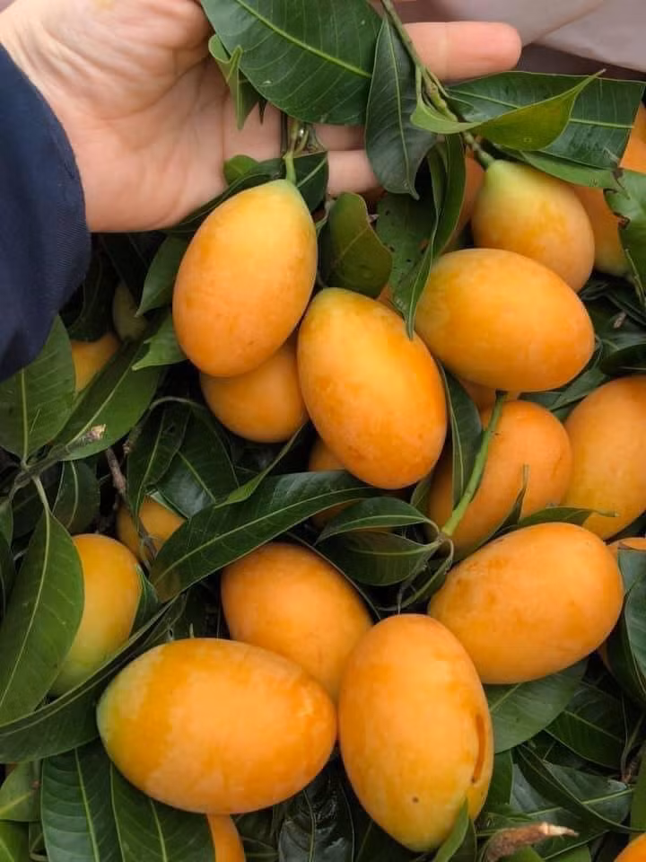 Thanh tra Thai gia re bat ngo, hoa ra hang nha thanh tra mien Tay-Hinh-2