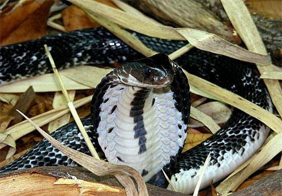 Tại sao hổ mang chúa lại không được xếp là một loài rắn hổ mang? - Hình 3 Tai sao ho mang chua lai khong duoc xep la mot loai ran ho mang?-Hinh-3