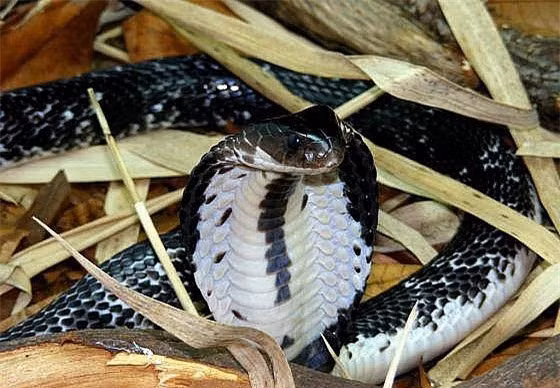 Tai sao ho mang chua lai khong duoc xep la mot loai ran ho mang?-Hinh-3