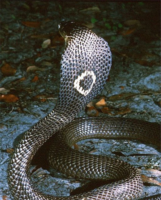 Tại sao hổ mang chúa lại không được xếp là một loài rắn hổ mang? Tai sao ho mang chua lai khong duoc xep la mot loai ran ho mang?