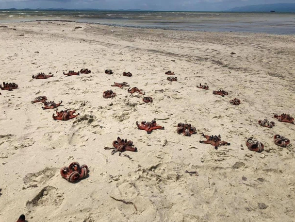 Quynh Anh Shyn bi chi trich vi mang sao bien len bo song ao