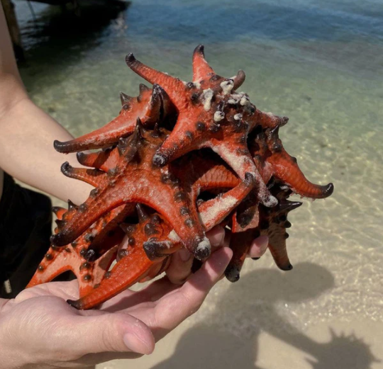 Quynh Anh Shyn bi chi trich vi mang sao bien len bo song ao-Hinh-2