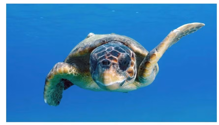 Nhung con rua vuot Thai Binh Duong nho mot 