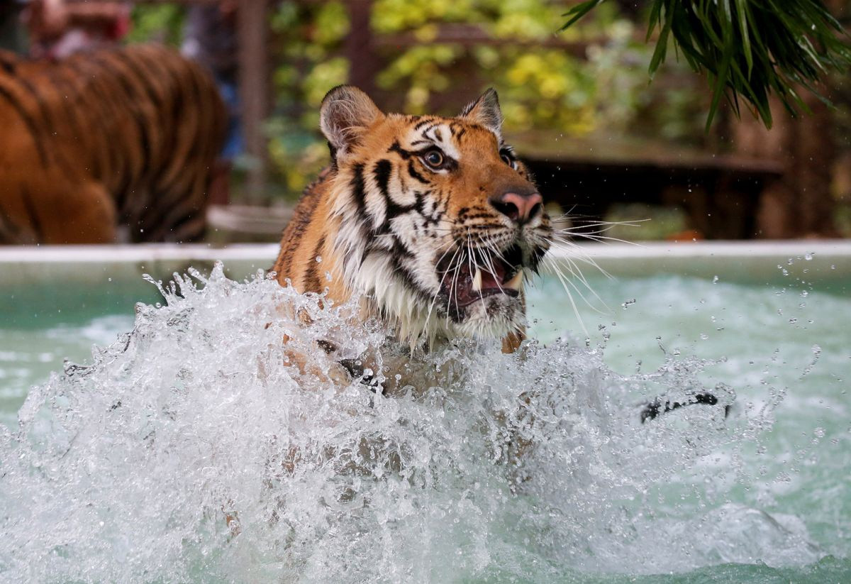 Vuon thu Thai Lan cho ho an 