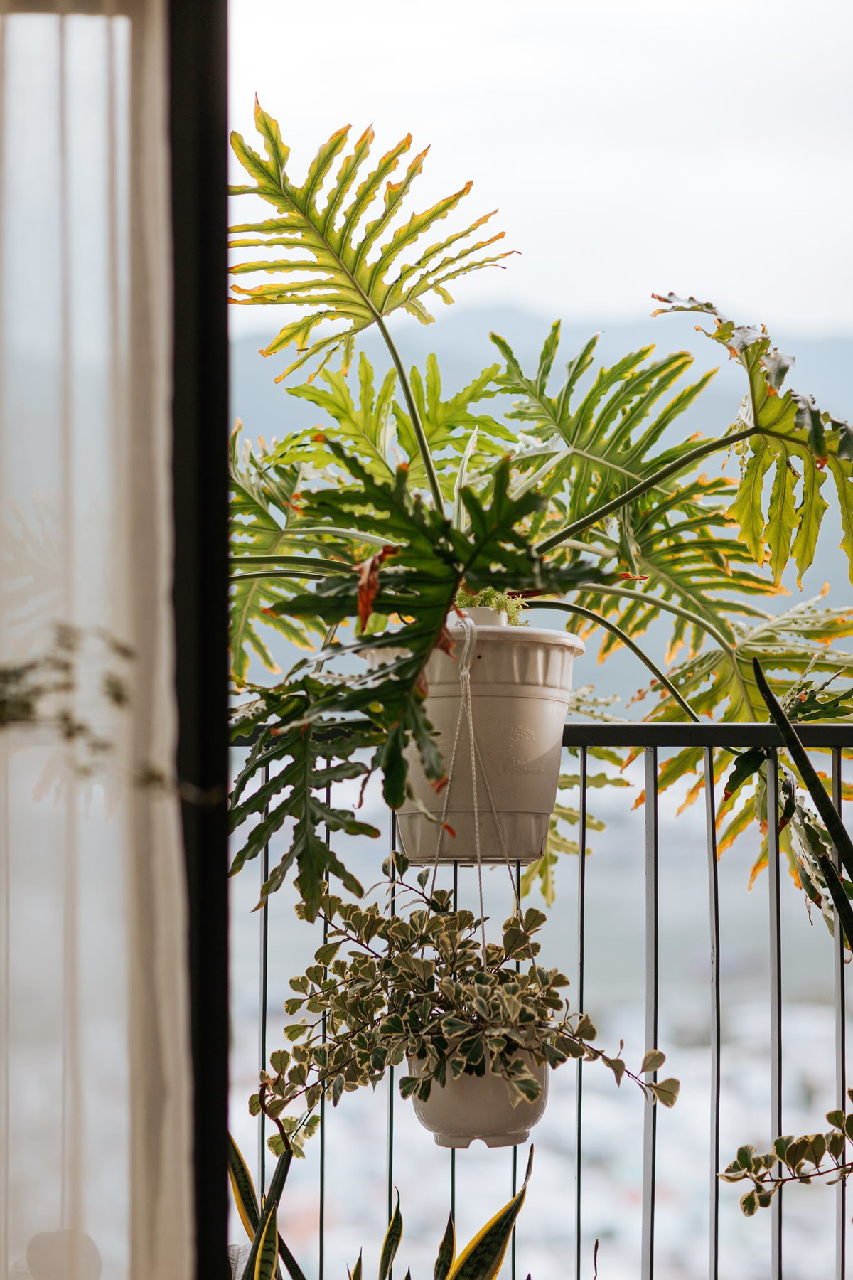 Can ho 63,5m2 tran day anh sang va ngap cay xanh-Hinh-5