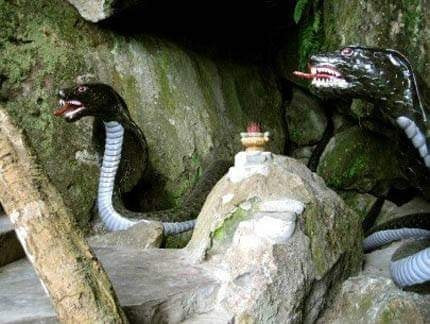 Cuoc chien huyen thoai voi ran ho may khong lo