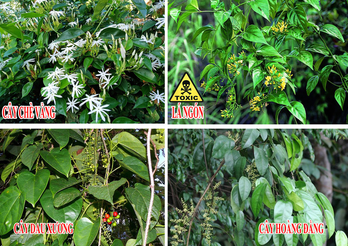 Len rung tuyet doi tranh xa nhung loai cay nay keo trung doc