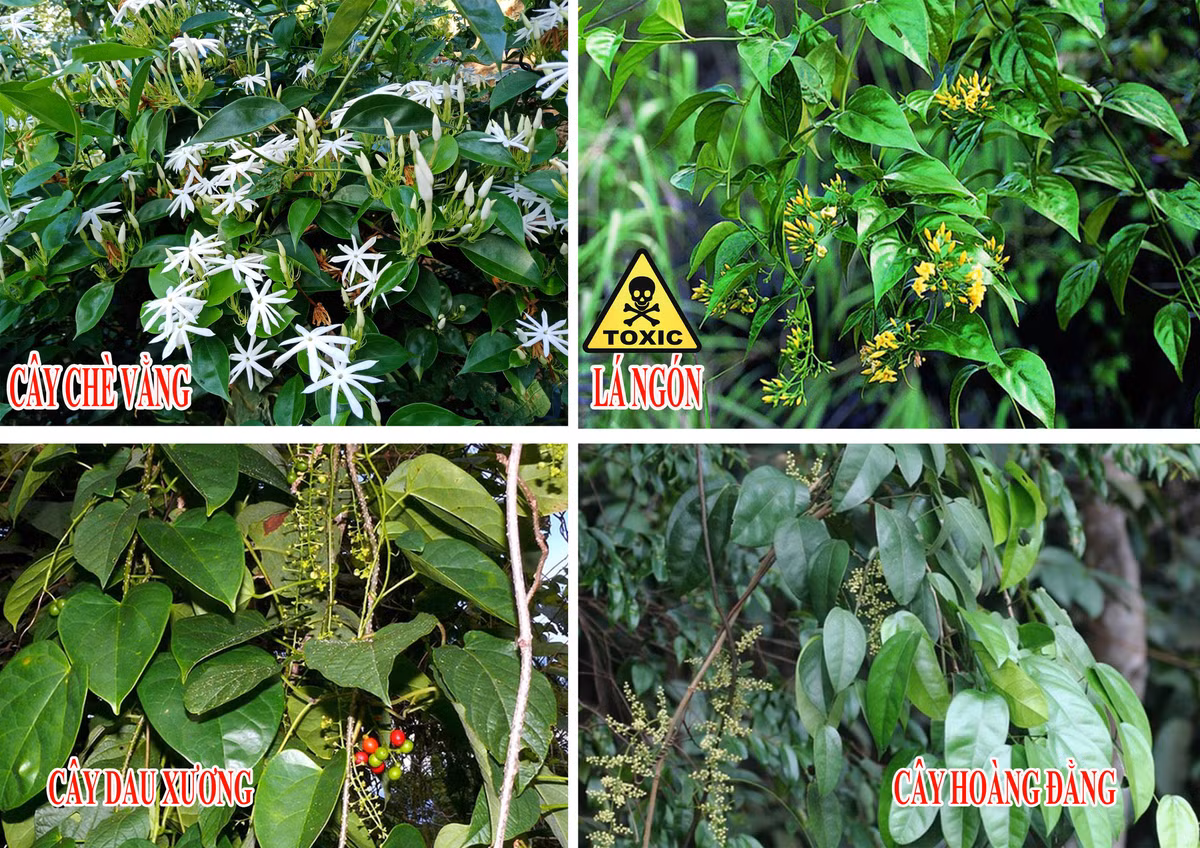 Lên rừng tuyệt đối tránh xa những loài cây này kẻo trúng độc Len rung tuyet doi tranh xa nhung loai cay nay keo trung doc