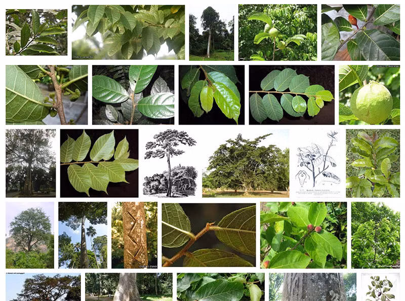 Lên rừng tuyệt đối tránh xa những loài cây này kẻo trúng độc - Hình 3 Len rung tuyet doi tranh xa nhung loai cay nay keo trung doc-Hinh-3