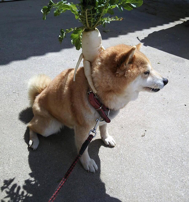 Không chỉ vậy, nhiều chương trình truyền hình còn tìm đến nông trại ở Hyogo để làm chương trình về củ cải đặc biệt này.