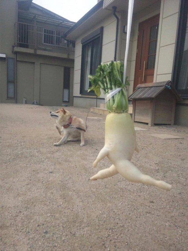 Giống củ cải daikon là một loại rau ăn củ nên chúng thường mọc ra các loại rễ lớn, giống như tứ chi của con người. Nhờ vậy, chúng trở nên vô cùng đáng yêu và hài hước.