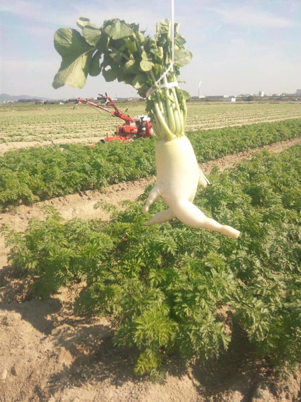 Hai bộ ảnh được biết đến nhiều nhất là "Escaping Daikon" và "Sexy Legs Daikon". Nhân vật chính của các bộ ảnh này là những củ daikon (một loại củ cải trắng phổ biến tại Nhật Bản) có hình dạng đặc biệt. Bộ ảnh nhằm khuyến khích mọi thường xuyên tập tành thể thao, cải thiện tình trạng sức khỏe.